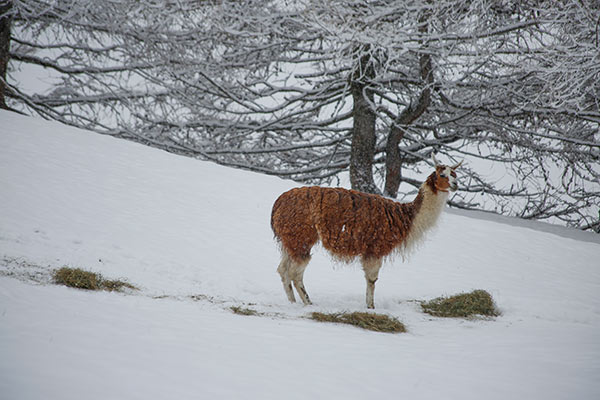 Lamas am Leithof