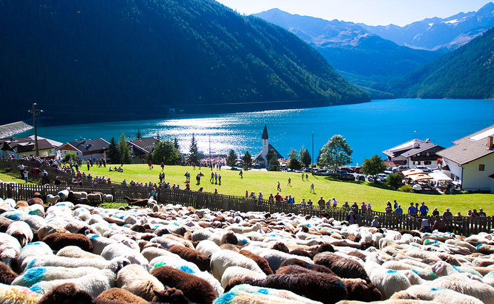 Transhumanz zwischen dem Ötztal und dem Schnalstal